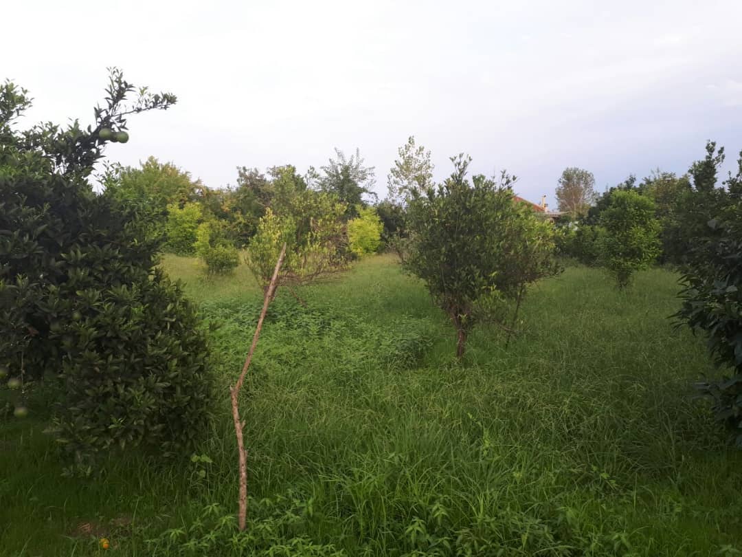 خرید و فروش قطعه زمین ۵۰۰ متری 2 قطعه در تنکابن