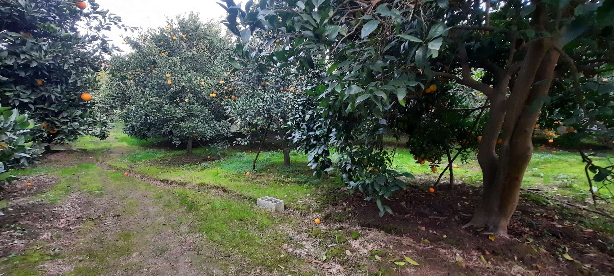 خرید و فروش باغ مرکبات 2500 متری در تنکابن