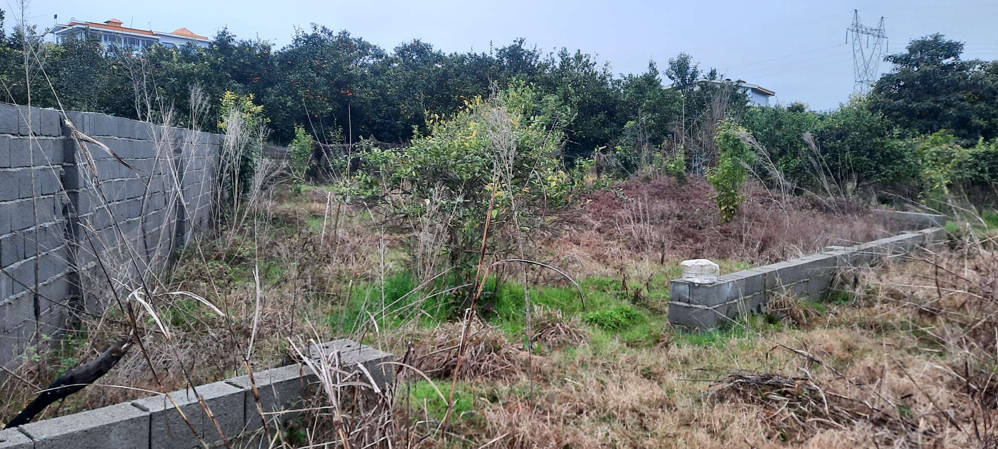 خرید و فروش قطعه زمین ۲۵۰ متری در تنکابن